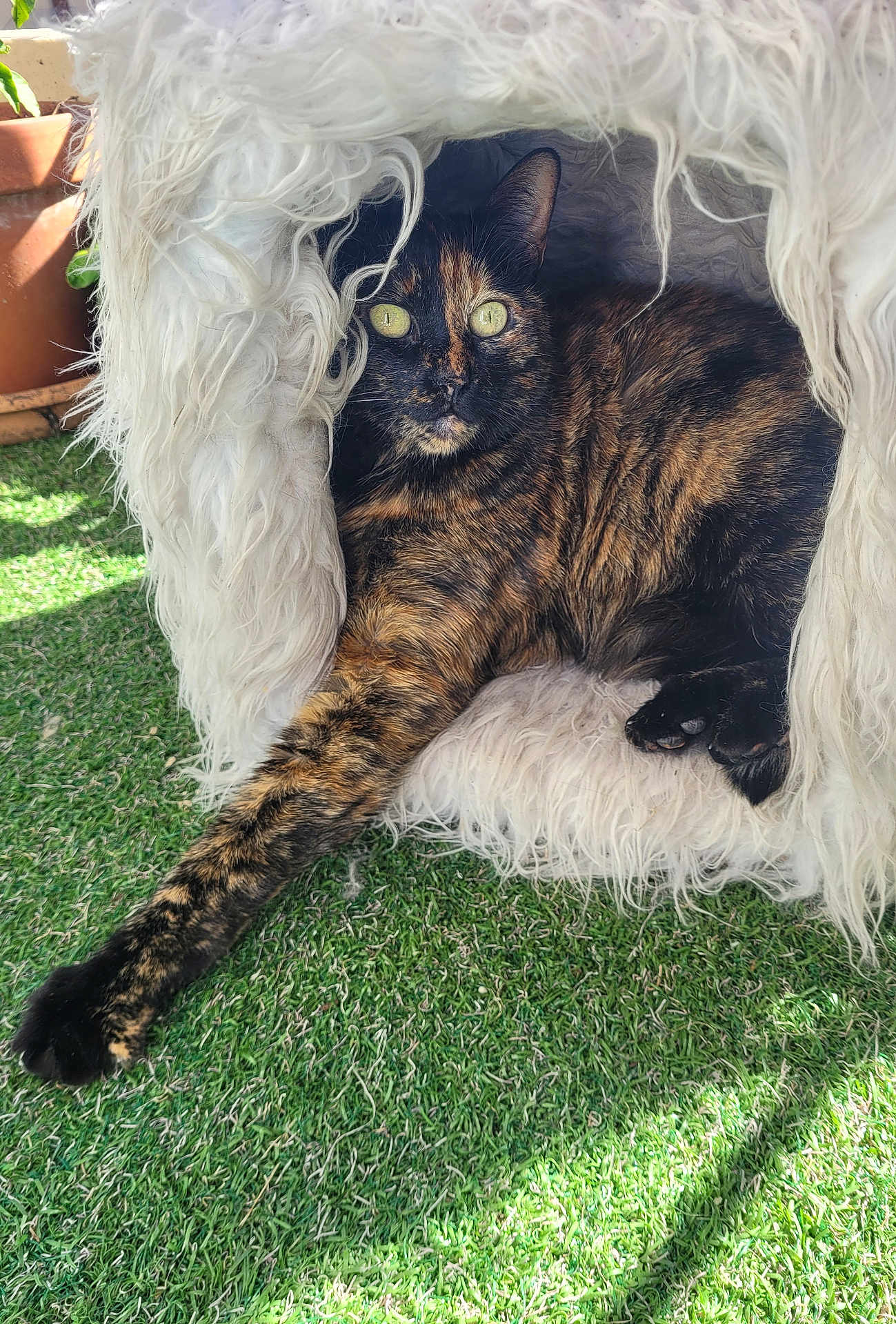 Baya participe au concours pour gagner de l'argent avec cette photo : cat, tortoiseshell, pet_cave, fluffy, fur, paw, green_grass, sunlight, outdoor, relaxed, animal, cozy, portrait, feline, cute, domestic_animal, resting, eye_contact, nature, shaded