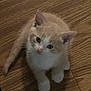kitten, cat, pet, animal, fur, whiskers, ears, eyes, tail, floor, wooden_floor, indoor, cute, small, young, feline, mammal, looking_up, paws, domestic