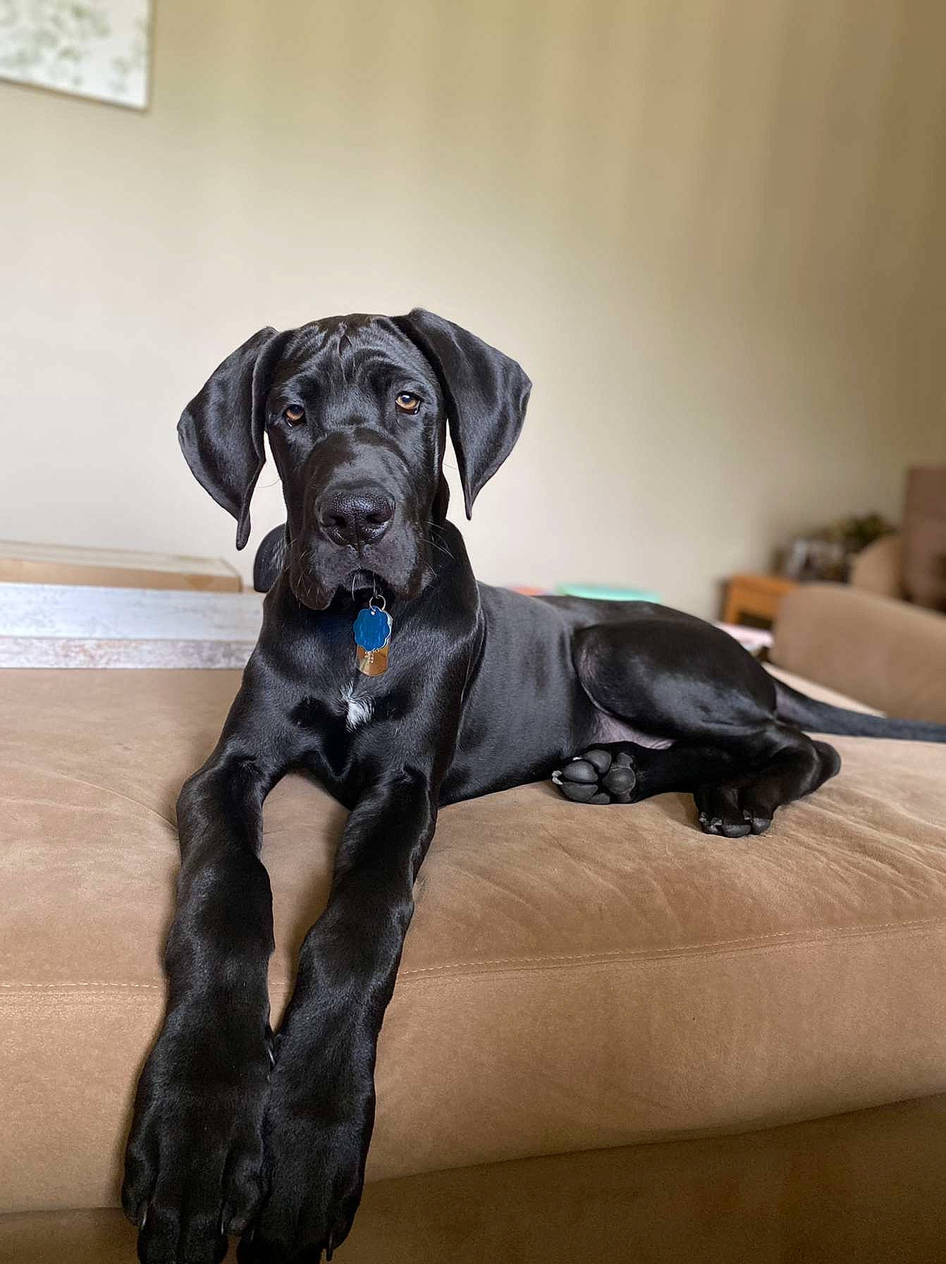 Apollo joined the competition — help win amazing prizes! borador, canidae, carnivore, collar, comfort, companion_dog, dog, dog_breed, dog_collar, dog_supply, fawn, fur, guard_dog, gun_dog, liver, pet_supply, snout, sporting_group, terrestrial_animal, working_animal