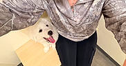 Sullivan joined the competition — help win amazing prizes! black_pants, canine, cute, dog, floor, friendly, happy, indoor, jacket, light, looking_up, person, pet, playing, selfie, smiling, table, tattoo, tongue_out, white_dog