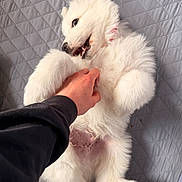 Sullivan joined the competition — help win amazing prizes! belly_up, cute, dog, domestic_animal, fur, hand, happy, indoor, lying_down, open_mouth, paw, pet, playful, puppy, quilted_blanket, rope_toy, tickling, toy, white_fur, young