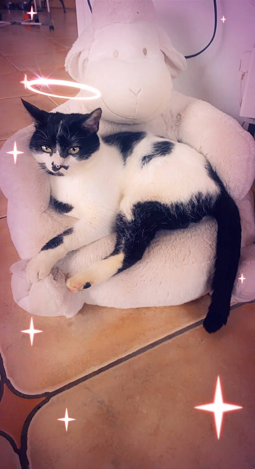 Rocco a rejoint le concours — aidez-le/la à gagner de superbes lots ! carnivore, cat, comfort, domestic_short_haired_cat, felidae, foot, fur, human_leg, lap, light, lighting, paw, room, sitting, small_to_medium_sized_cats, snapshot, snout, tail, whiskers, white