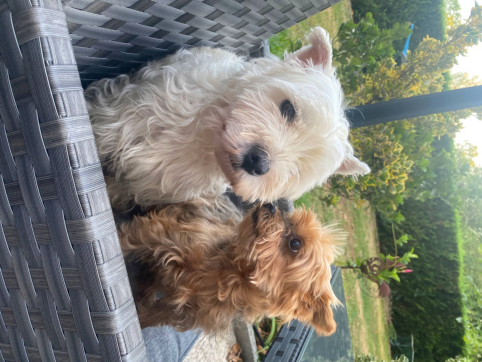 Mya participe au concours pour gagner de l'argent avec cette photo : biewer_terrier, canidae, carnivore, collar, companion_dog, dog, dog_breed, dog_collar, dog_supply, fur, maltepoo, small_terrier, snout, sporting_group, terrier, toy_dog, tree, working_animal, yorkipoo, yorkshire_terrier