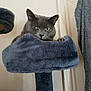 cat, gray_cat, green_eyes, cat_tree, plush, furniture, indoor, pet, animal, resting, cozy, fur, whiskers, paw, perch, household, domestic, relaxed, cute, portrait