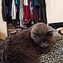 cat, gray_cat, fur, animal, pet, indoor, blanket, leopard_print, clothing_rack, jackets, casual, cozy, resting, furniture, home, relaxation, mammal, whiskers, ears, soft