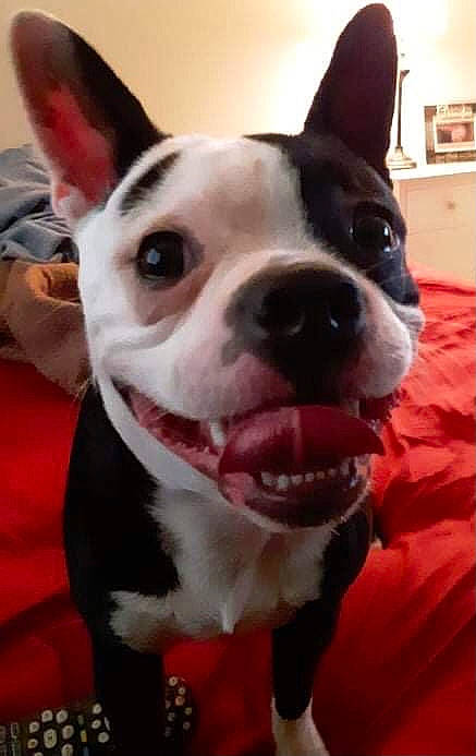 Augie joined the competition — help win amazing prizes! boston_terrier, canidae, carnivore, collar, companion_dog, dog, dog_breed, dog_collar, ear, eye, fawn, french_bulldog, fur, jaw, selfie, sky, snout, sporting_group, whiskers, working_animal