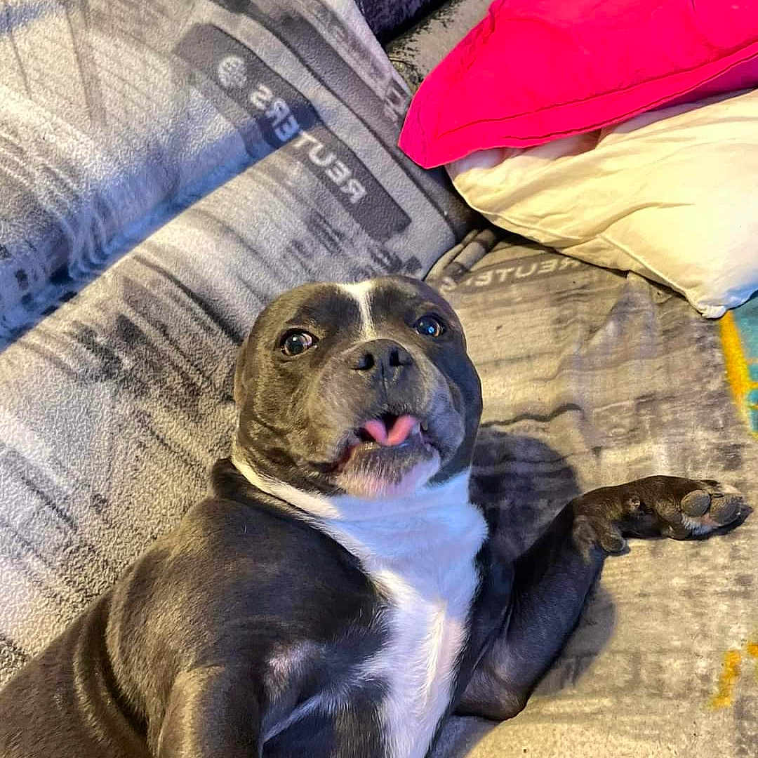 Murfy