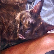 Luna is registered to the contest to win money with this photo: animal, arm, blurred, cat, closeup, comfort, companion, cozy, fur, human, indoor, pet, relaxed, resting, skin, sleepy, soft, texture, tortoiseshell, warm