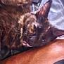 cat, tortoiseshell, fur, sleepy, resting, closeup, arm, human, skin, blurred, cozy, pet, indoor, relaxed, animal, companion, soft, texture, warm, comfort