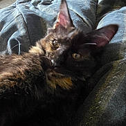 Luna joined the competition — help win amazing prizes! cat, tortoiseshell, feline, pet, close_up, blurred, indoor, resting, fur, whiskers, ears, eyes, dark, soft, texture, blanket, cozy, animal, laying, comfort