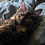 cat, tortoiseshell, feline, pet, close_up, blurred, indoor, resting, fur, whiskers, ears, eyes, dark, soft, texture, blanket, cozy, animal, laying, comfort