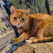 Kayla is registered to the contest to win money with this photo: cat, orange_tabby, feline, pet, couch, pillow, embroidery, lace, texture, indoor, relaxing, fur, whiskers, ears, tail, domestic_animal, cozy, curious, closeup, resting