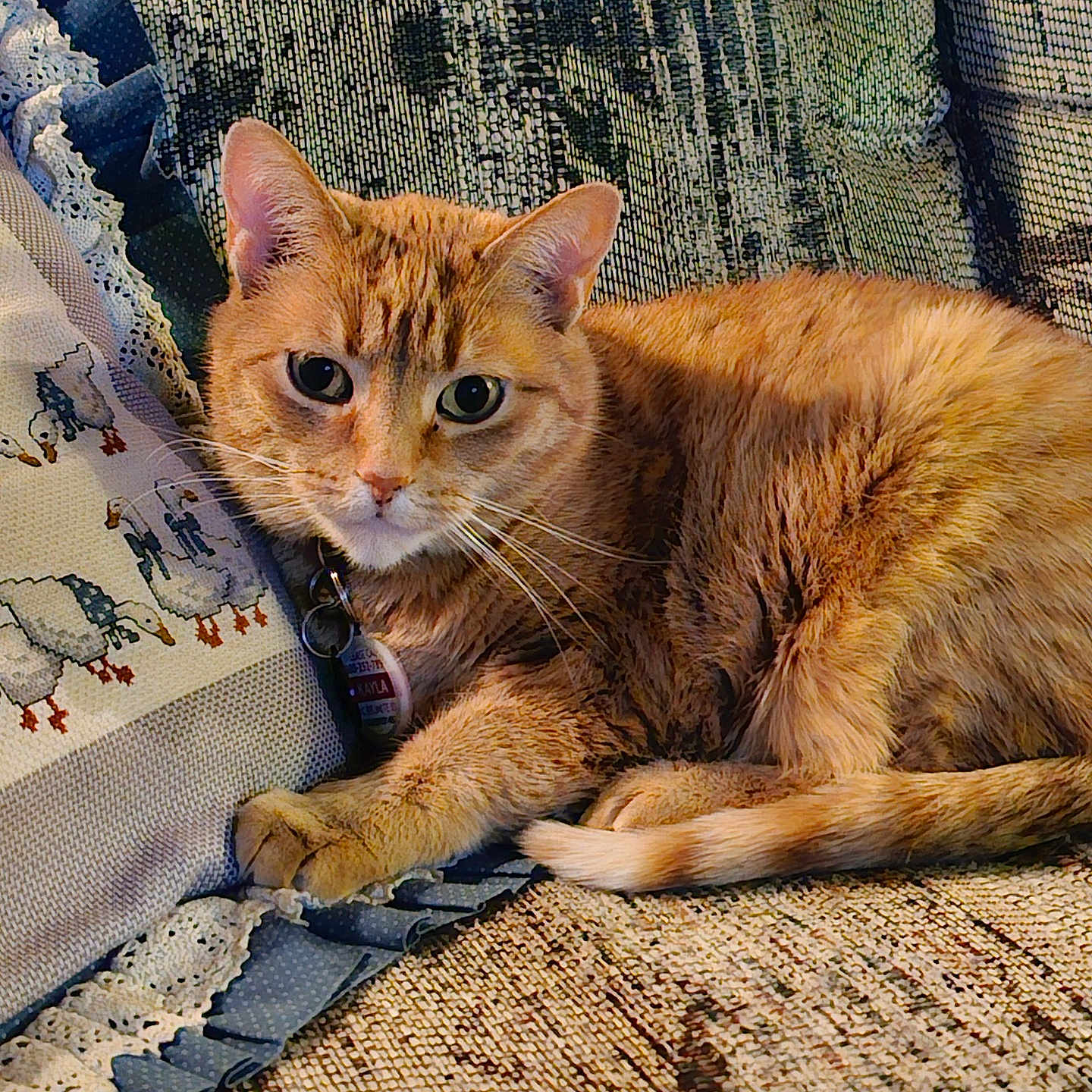 Kayla is registered to the contest to win money with this photo: cat, closeup, couch, cozy, curious, domestic_animal, ears, embroidery, feline, fur, indoor, lace, orange_tabby, pet, pillow, relaxing, resting, tail, texture, whiskers