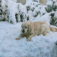 Flamme a rejoint le concours — aidez-le/la à gagner de superbes lots ! animal, background, calm, canine, cold, dog, fur, golden_retriever, laying, mammal, nature, outdoor, peaceful, pet, quiet, season, snow, snowy_bushes, white, winter