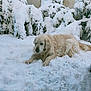 animal, background, calm, canine, cold, dog, fur, golden_retriever, laying, mammal, nature, outdoor, peaceful, pet, quiet, season, snow, snowy_bushes, white, winter