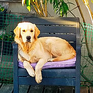 Belle participe au concours pour gagner de l'argent avec cette photo : animal, chair, cushion, dog, fence, foliage, front_facing, garden, golden_retriever, lounging, outdoor, patio, pet, plants, portrait, purple_cushion, relaxed, sitting, sunlight, wooden_deck
