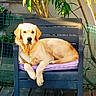 animal, bench, chair, cushion, dog, fence, floppy_ears, garden, golden_retriever, greenery, lying_down, outdoor, pet, plants, portrait, purple_cushion, relaxed, sitting, sunlight, wooden_deck
