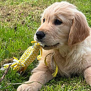 Belle a rejoint le concours — aidez-le/la à gagner de superbes lots ! dog, puppy, golden_retriever, grass, outdoor, toy, chew_toy, close_up, portrait, cute, fur, paw, nose, mouth, playful, lying_down, pet, nature, greenery, adorable