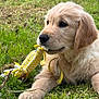 dog, puppy, golden_retriever, grass, outdoor, toy, chew_toy, close_up, portrait, cute, fur, paw, nose, mouth, playful, lying_down, pet, nature, greenery, adorable