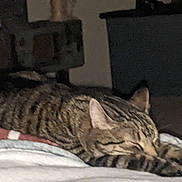Toby is registered to the contest to win money with this photo: cat, tabby, sleeping, blanket, indoor, furniture, striped, pet, animal, resting, cozy, feline, relaxation, blurred, home, domestic, quiet, soft, mammal, comfort