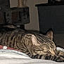 cat, tabby, sleeping, blanket, indoor, furniture, striped, pet, animal, resting, cozy, feline, relaxation, blurred, home, domestic, quiet, soft, mammal, comfort