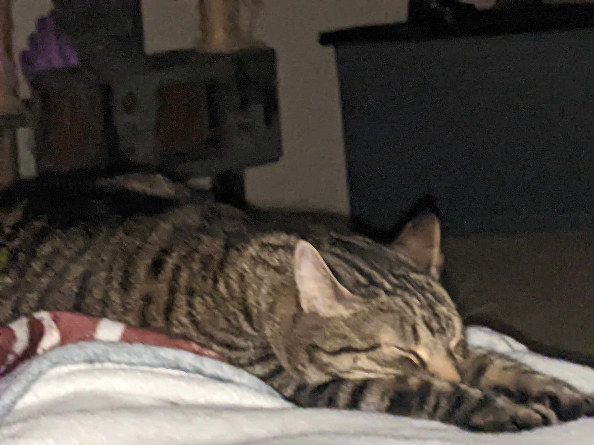 Toby