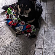 Sosa is registered to the contest to win money with this photo: dog, indoor, carpet, floor, toy, blanket, pet, animal, resting, colorful, patterned, fur, canine, home, relaxing, cute, companion, laying, domestic, cozy