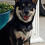 dog, shiba_inu, pet, animal, collar, tag, sitting, smiling, porch, pillar, pot, flower, yellow_flower, car, wheel, outdoor, fur, black_fur, tan_fur, happy