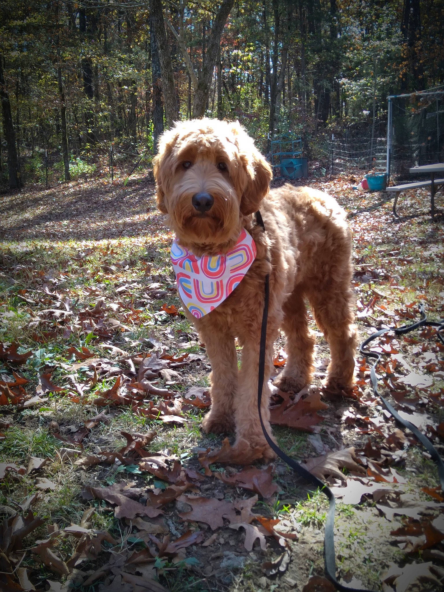 Piper joined the competition — help win amazing prizes! canidae, carnivore, companion_dog, dog, dog_breed, fawn, liver, plant, poodle, retriever, snout, soil, sporting_group, standard_poodle, tail, terrier, toy_dog, tree, water_dog, wood