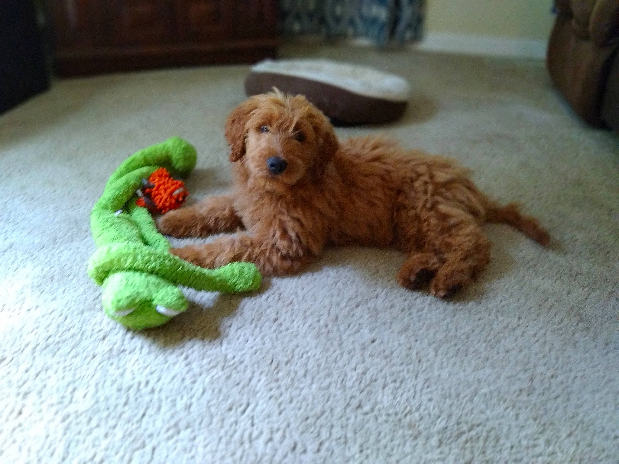 Piper is registered to the contest to win money with this photo: canidae, carnivore, companion_dog, dog, dog_breed, dog_supply, dog_toy, fawn, fur, liver, snout, sporting_group, stuffed_toy, tail, terrestrial_animal, terrier, toy, toy_dog, water_dog, working_animal