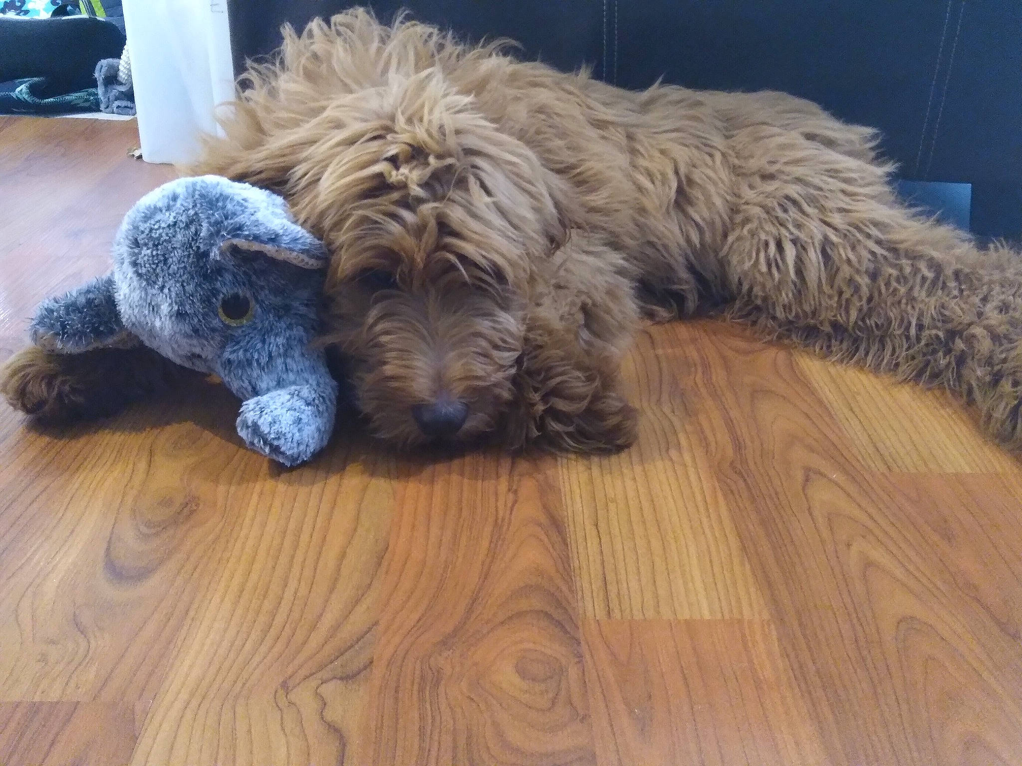 Piper joined the competition — help win amazing prizes! canidae, carnivore, chair, companion_dog, dog, dog_breed, flooring, fur, hardwood, plank, small_terrier, snout, sporting_group, terrier, toy_dog, water_dog, wood, wood_flooring, wood_stain, working_animal