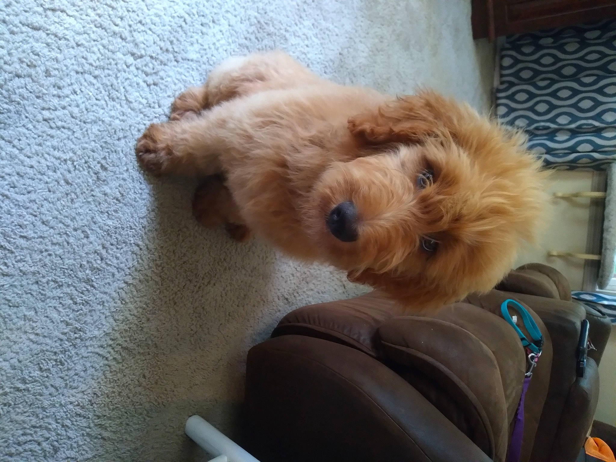 Piper joined the competition — help win amazing prizes! canidae, carnivore, collar, companion_dog, dog, dog_breed, dog_collar, dog_supply, fawn, fur, labradoodle, liver, pet_supply, small_terrier, snout, sporting_group, terrier, toy, toy_dog, working_animal