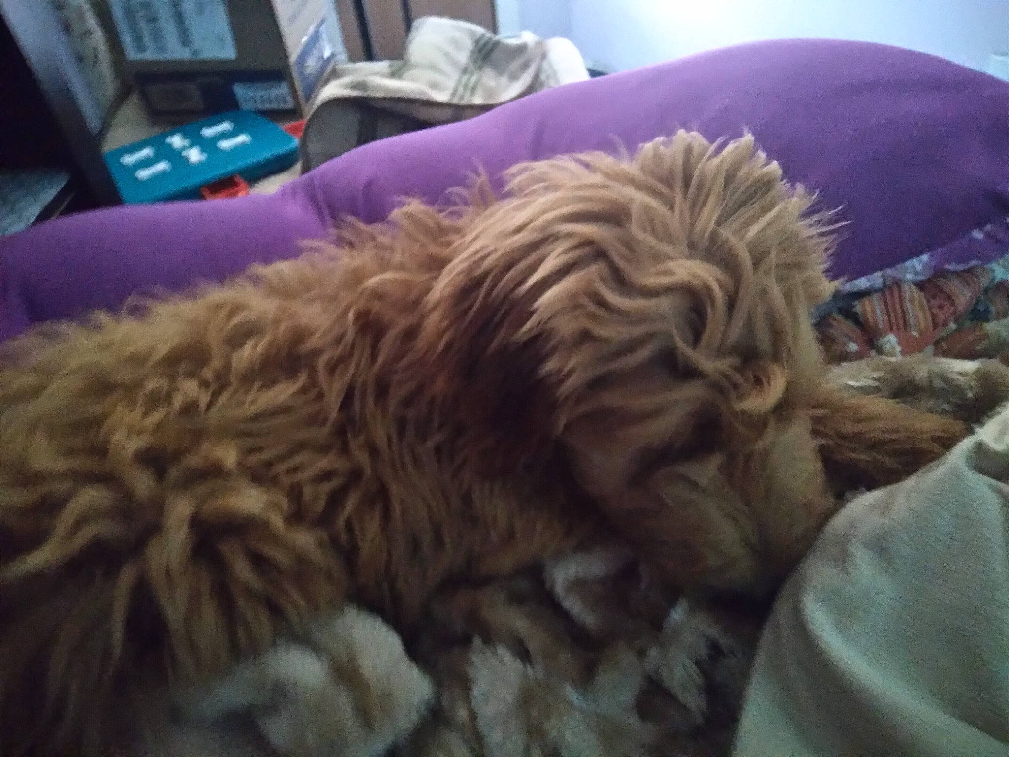 Piper joined the competition — help win amazing prizes! carnivore, cockapoo, comfort, communication_device, companion_dog, dog, dog_breed, felidae, fur, goldendoodle, liver, nap, non_sporting_group, puppy, room, small_to_medium_sized_cats, telephone, terrier, whiskers, working_animal