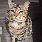 Tyga joined the competition — help win amazing prizes! animal, cat, closeup, curious, domestic_cat, ears, eyes, feline, fur, furniture, household, indoor, mammal, pet, portrait, sitting, striped, tabby, whiskers, wooden_floor