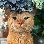 Frank is registered to the contest to win money with this photo: cat, orange_cat, flower_crown, blue_flowers, white_flowers, pet, animal, fur, whiskers, close_up, portrait, nature, greenery, indoor, cute, feline, plant, head, face, expression