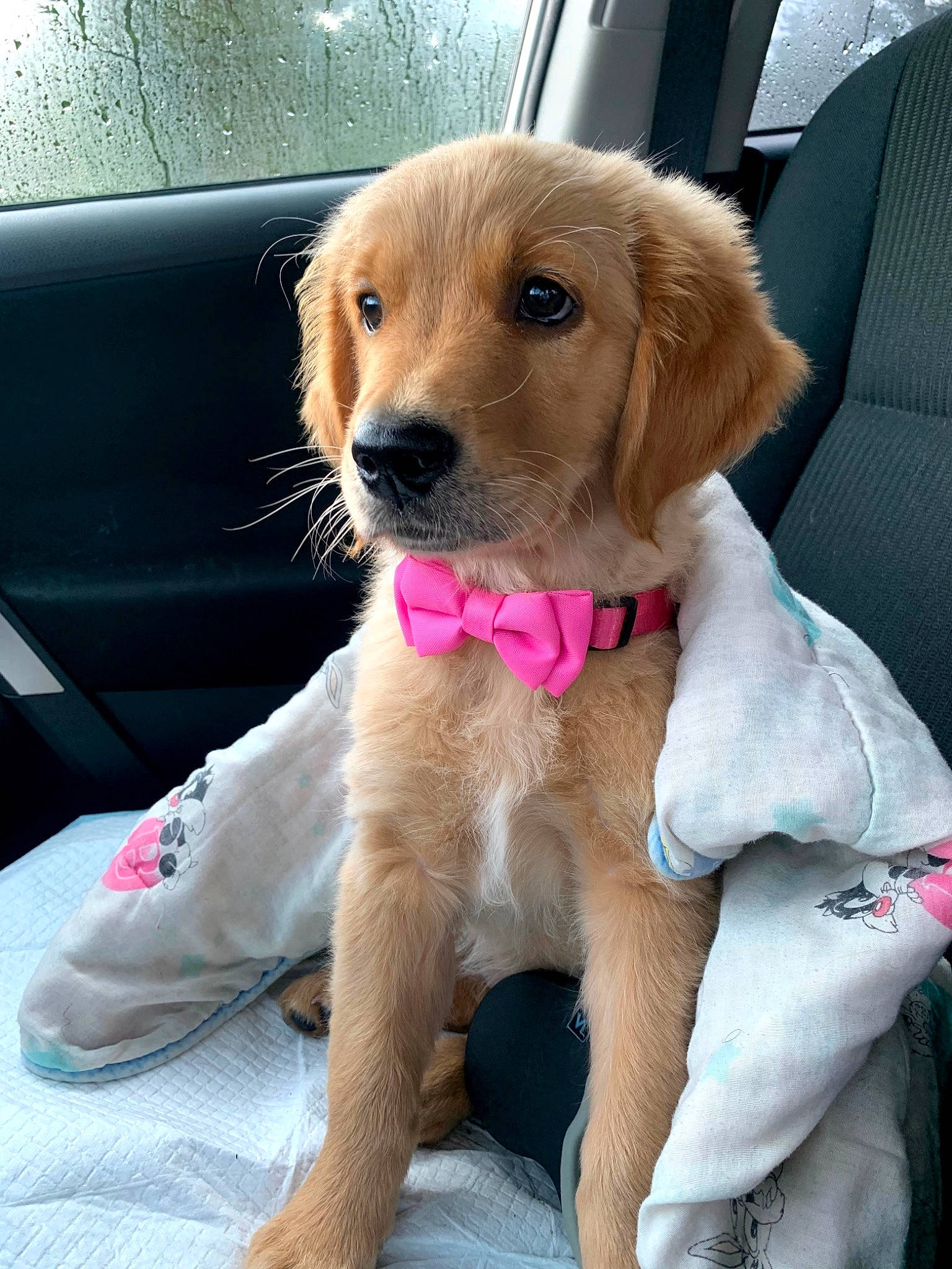 Koda joined the competition — help win amazing prizes! canidae, car_seat, carnivore, collar, comfort, companion_dog, dog, dog_breed, dog_collar, dog_supply, fawn, fur, leash, pet_supply, puppy, snout, sporting_group, vehicle_door, whiskers, working_animal