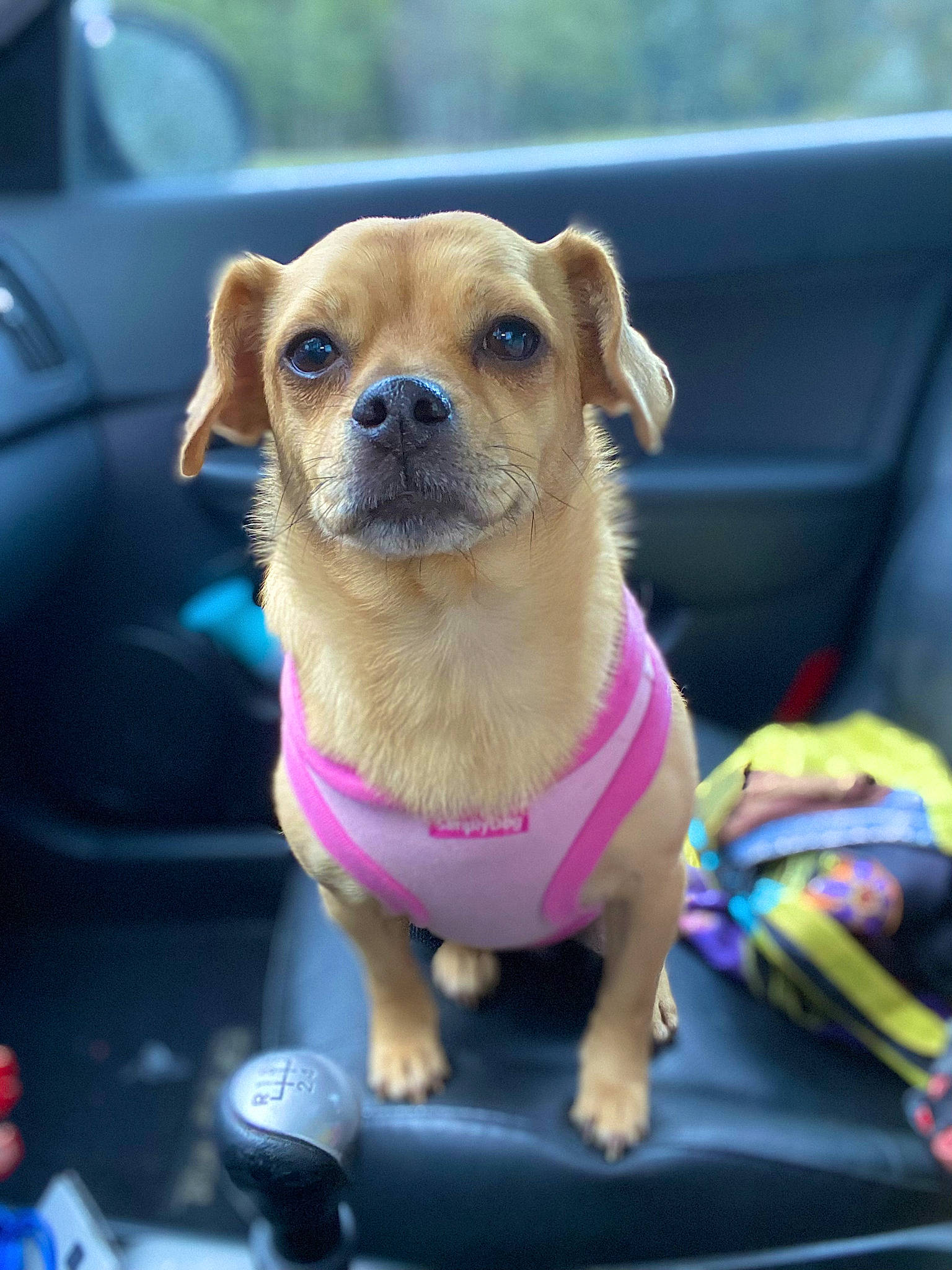 Bella is registered to the contest to win money with this photo: automotive_exterior, canidae, car, carnivore, chihuahua, collar, companion_dog, dog, dog_breed, dog_collar, dog_supply, fawn, motor_vehicle, pet_supply, snout, toy_dog, vehicle, vehicle_door, whiskers, window