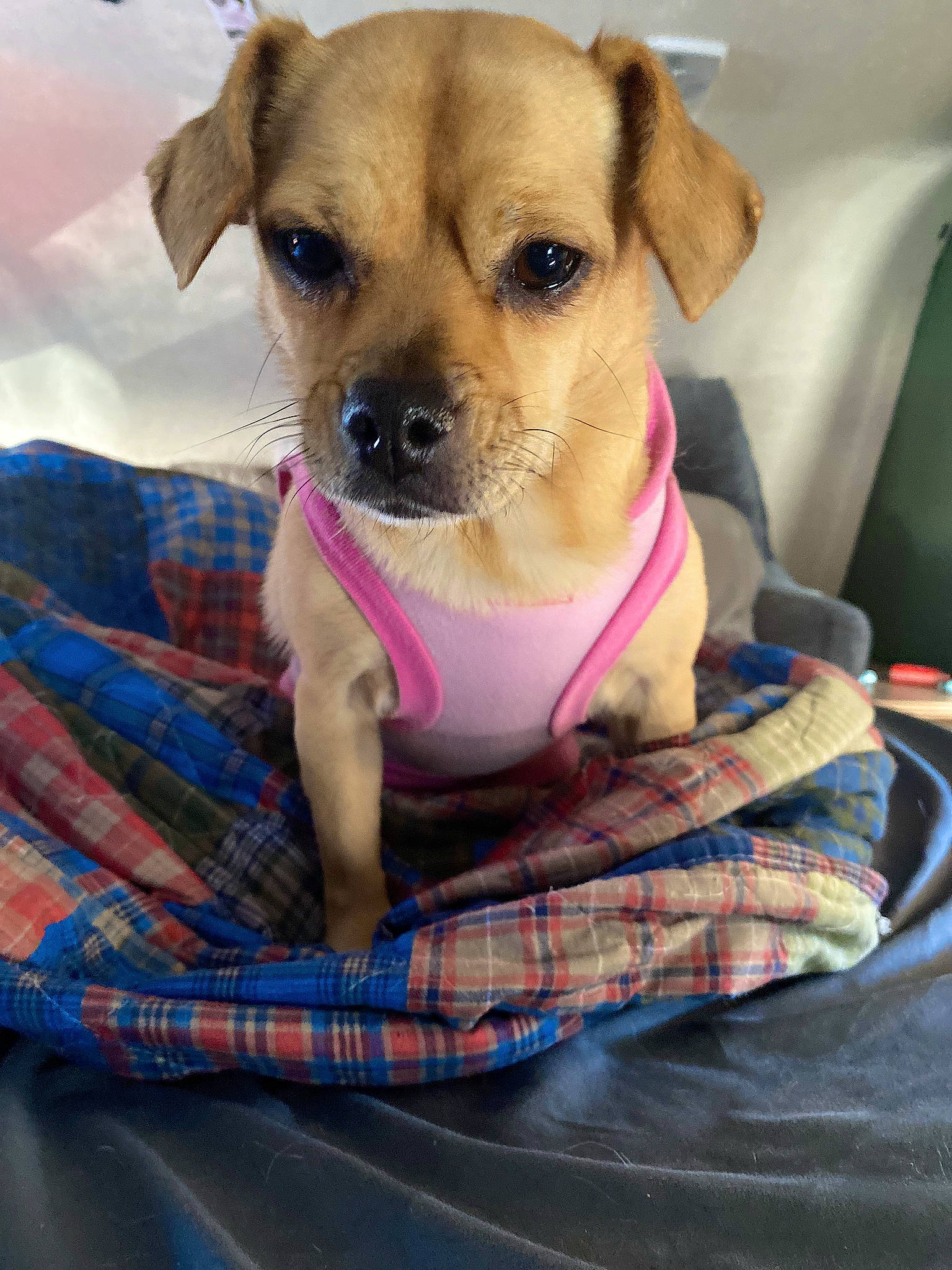 Bella joined the competition — help win amazing prizes! carnivore, collar, comfort, companion_dog, dog, dog_breed, dog_supply, fawn, fur, linens, pattern, paw, pet_supply, plaid, snout, tartan, terrier, toy_dog, whiskers, working_animal