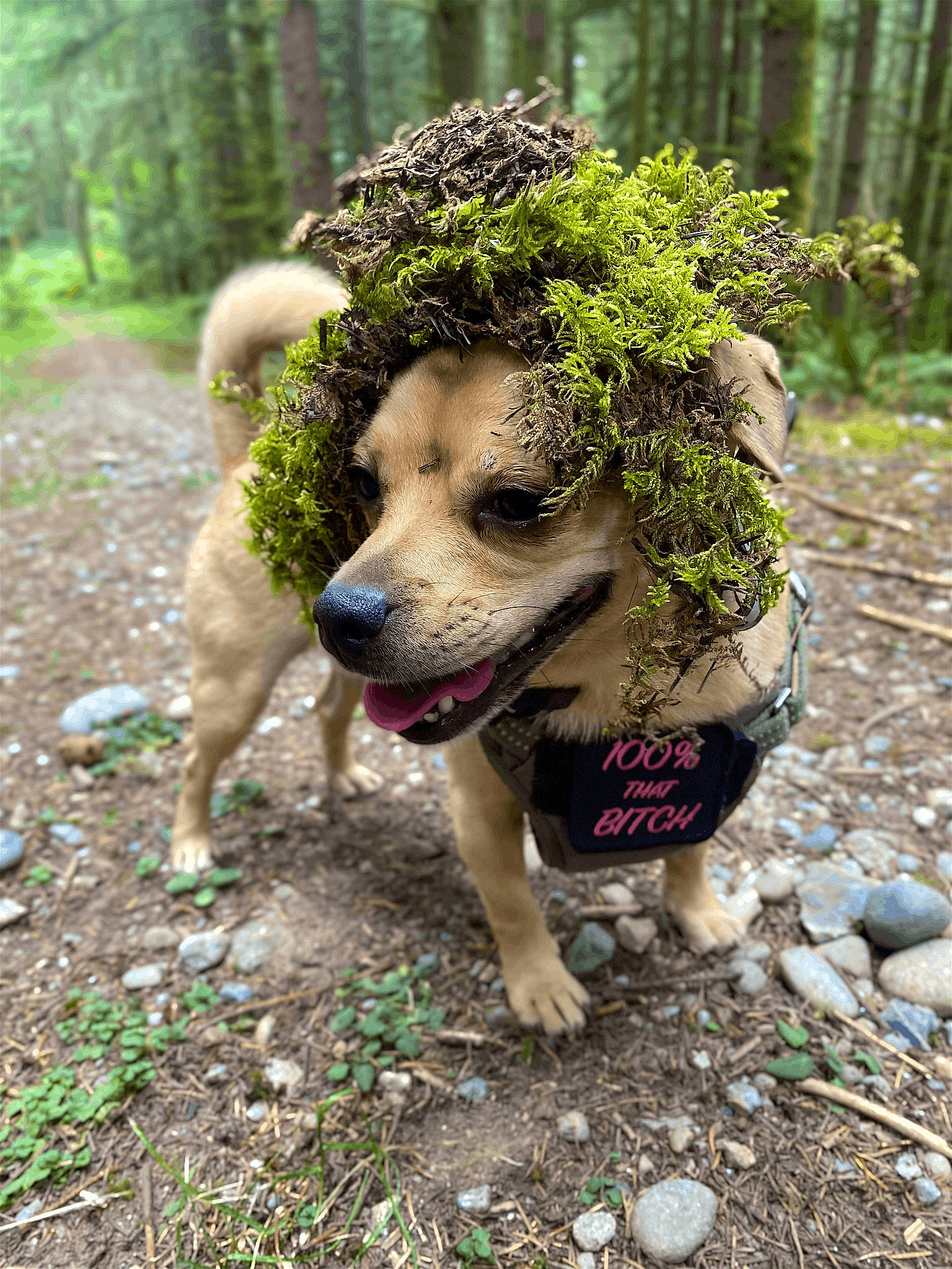 Bella is registered to the contest to win money with this photo: carnivore, companion_dog, dog, dog_breed, fawn, forest, grass, helmet, jungle, plant, snout, soil, sporting_group, terrestrial_animal, tree, trunk, wildlife, wood, woodland, working_animal