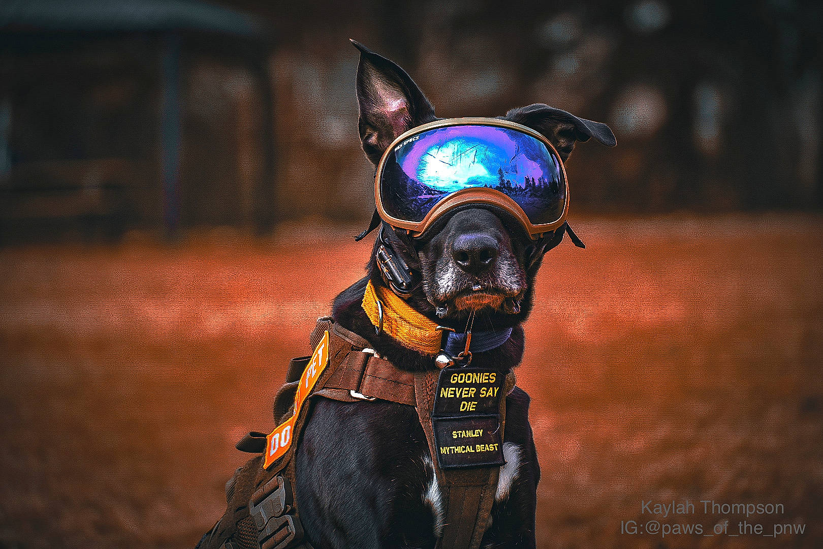 Stanley is registered to the contest to win money with this photo: armour, audio_equipment, bridle, cg_artwork, darkness, electric_blue, entertainment, eyewear, fictional_character, flash_photography, games, helmet, macro_photography, mask, musician, pc_game, personal_protective_equipment, public_event, snout, sports_gear