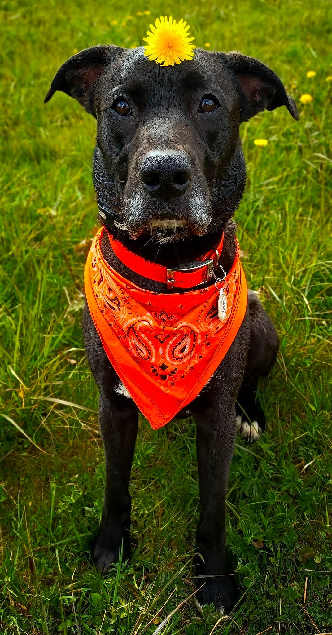 Stanley is registered to the contest to win money with this photo: borador, canidae, carnivore, collar, companion_dog, dog, dog_breed, dog_collar, dog_supply, fashion_accessory, fawn, grass, gun_dog, liver, personal_protective_equipment, pet_supply, snout, sporting_group, whiskers, working_animal
