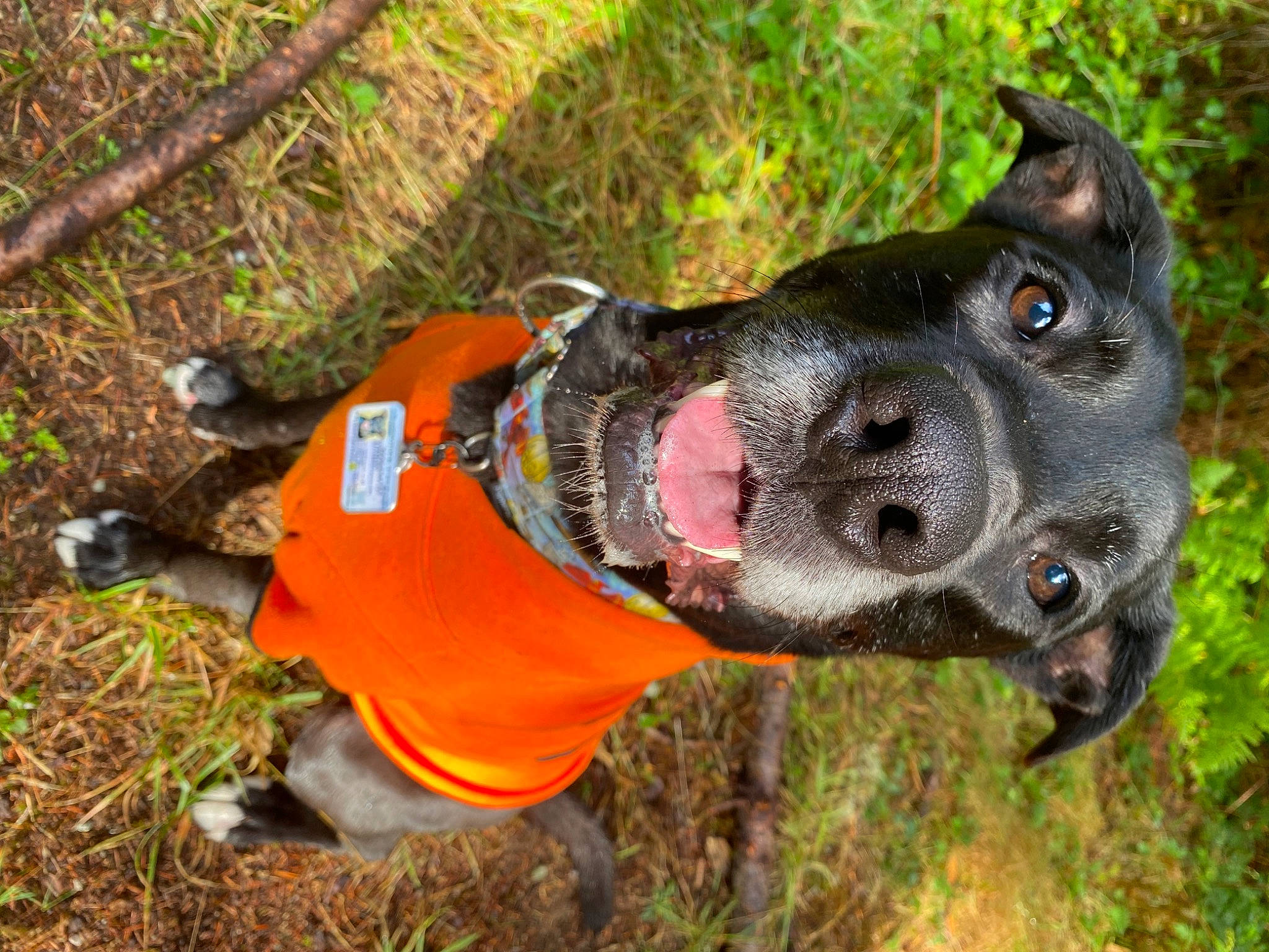 Stanley joined the competition — help win amazing prizes! canidae, carnivore, collar, companion_dog, dog, dog_breed, dog_clothes, dog_collar, dog_supply, fashion_accessory, fawn, grass, guard_dog, leash, personal_protective_equipment, plant, snout, sporting_group, whiskers, working_animal