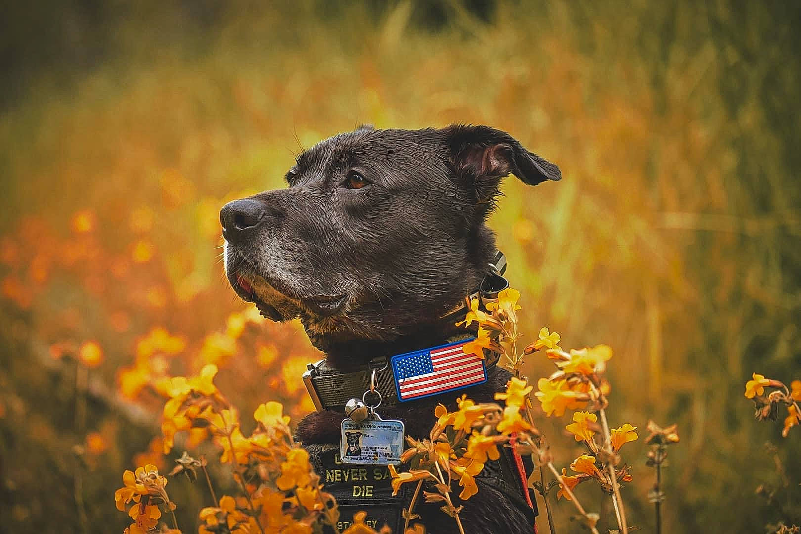 Stanley joined the competition — help win amazing prizes! canidae, carnivore, collar, companion_dog, dog, dog_breed, dog_collar, fawn, flower, grass, grassland, meadow, people_in_nature, pet_supply, plant, prairie, snout, sporting_group, wildlife, working_animal