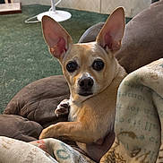 Peanut is registered to the contest to win money with this photo: dog, small_dog, tan_dog, large_ears, alert_ears, cushion, blanket, green_carpet, indoor, pet, animal, cozy, looking_at_camera, resting, home_interior, floor_fan, fur, paw, close_up, cute