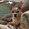 dog, small_dog, tan_dog, large_ears, alert_ears, cushion, blanket, green_carpet, indoor, pet, animal, cozy, looking_at_camera, resting, home_interior, floor_fan, fur, paw, close_up, cute