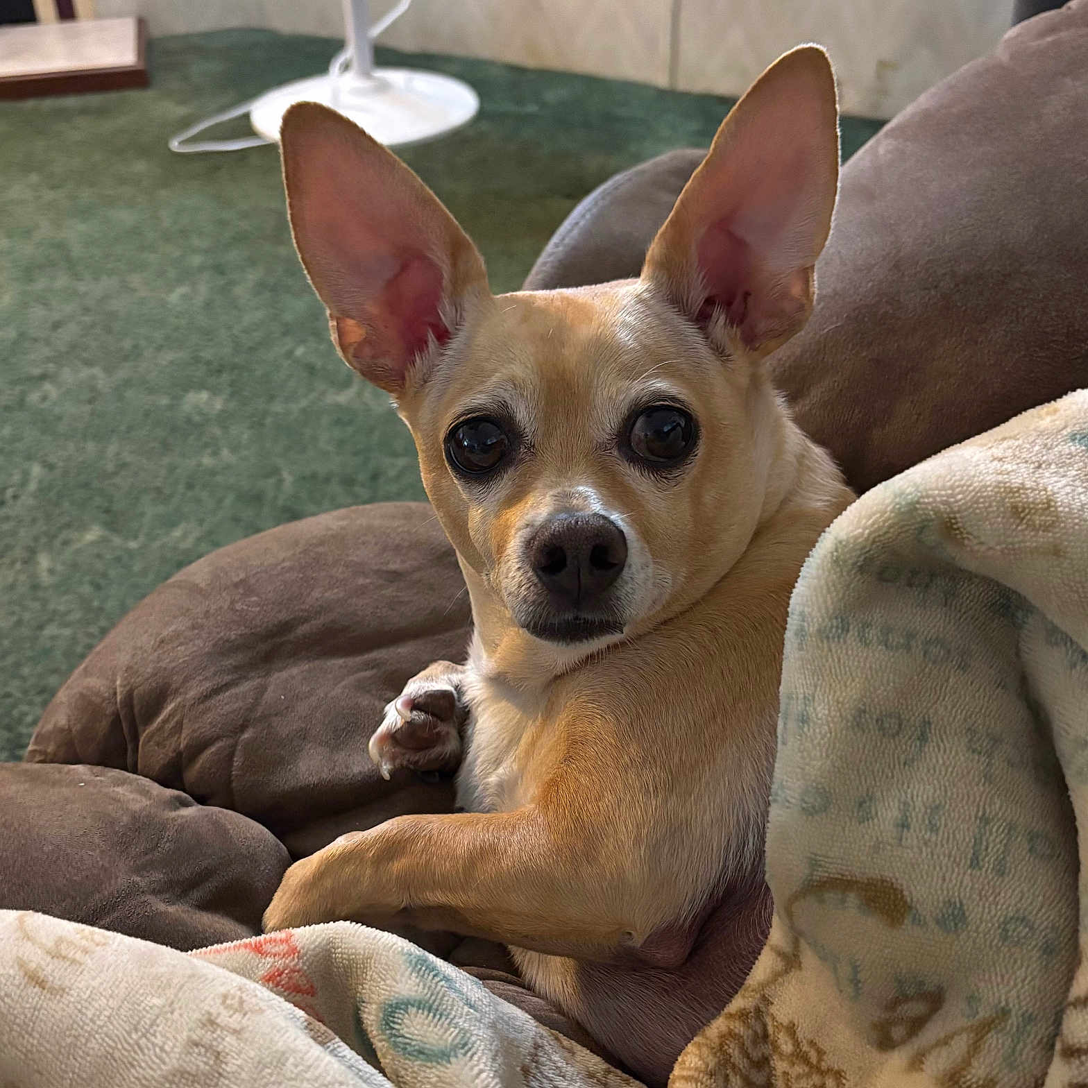 Peanut is registered to the contest to win money with this photo: dog, small_dog, tan_dog, large_ears, alert_ears, cushion, blanket, green_carpet, indoor, pet, animal, cozy, looking_at_camera, resting, home_interior, floor_fan, fur, paw, close_up, cute