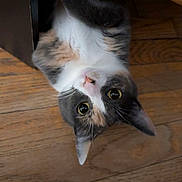 Mocha is registered to the contest to win money with this photo: cat, pet, upside_down, curious, wooden_floor, indoor, feline, whiskers, ears, eyes, nose, fur, animal, domestic, playful, closeup, looking, cute, young, mischievous