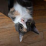 cat, pet, upside_down, curious, wooden_floor, indoor, feline, whiskers, ears, eyes, nose, fur, animal, domestic, playful, closeup, looking, cute, young, mischievous