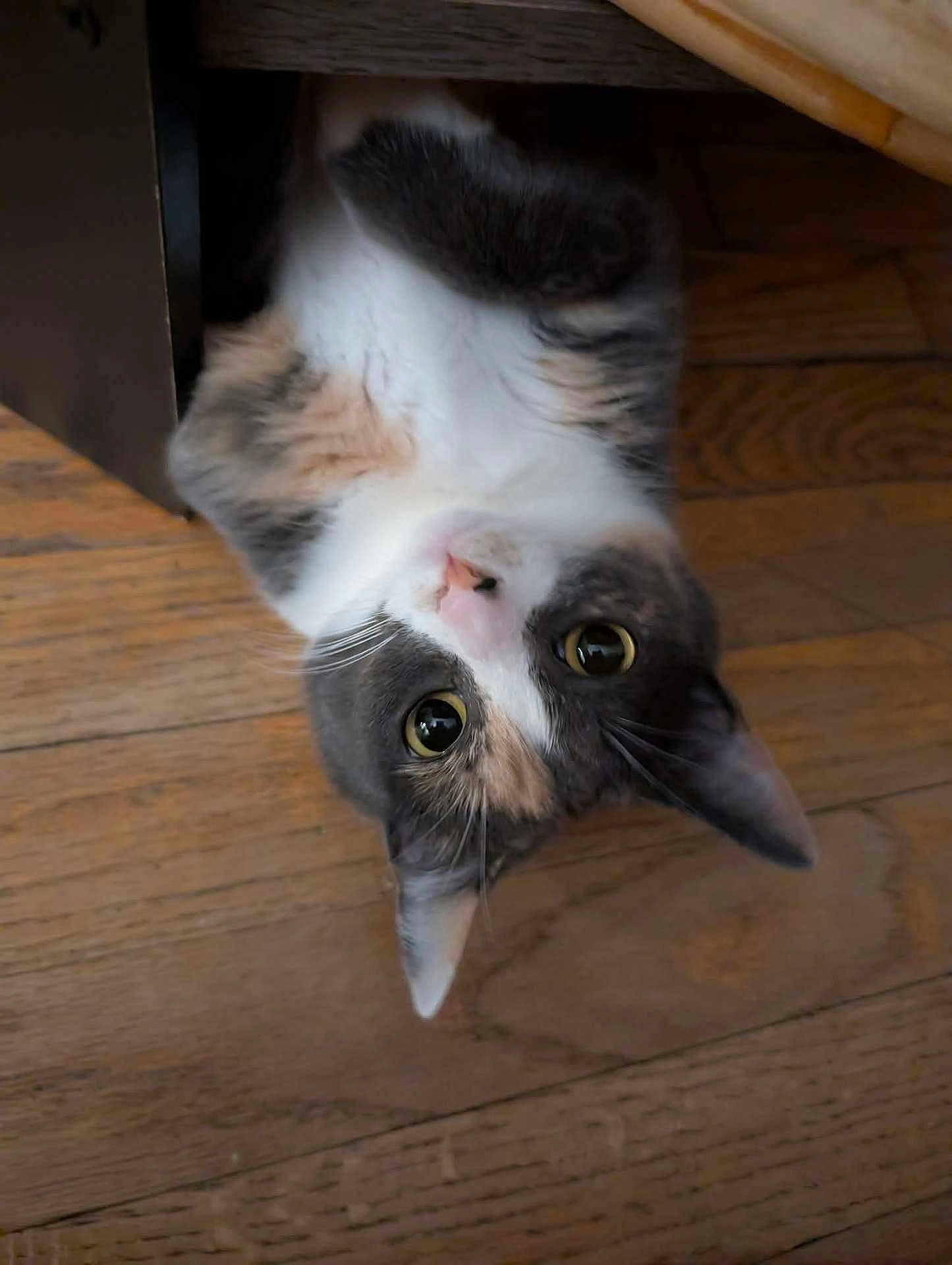Mocha is registered to the contest to win money with this photo: cat, pet, upside_down, curious, wooden_floor, indoor, feline, whiskers, ears, eyes, nose, fur, animal, domestic, playful, closeup, looking, cute, young, mischievous