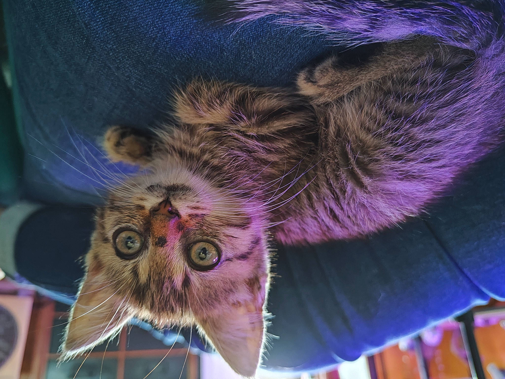 Chance participe au concours pour gagner de l'argent avec cette photo : blue, carnivore, cat, close_up, domestic_short_haired_cat, ear, electric_blue, fawn, felidae, fur, magenta, paw, plant, purple, small_to_medium_sized_cats, snout, terrestrial_animal, violet, whiskers, wrinkle